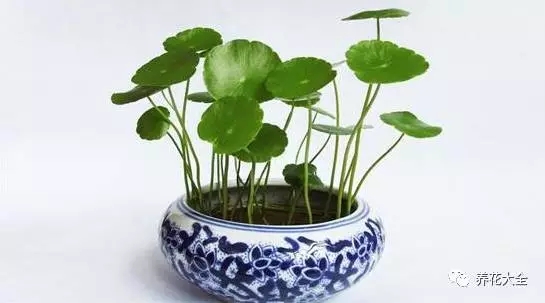一般扔進(jìn)去水培器皿里5~10顆緩釋肥即可。大約1個(gè)月1次差不多哦~