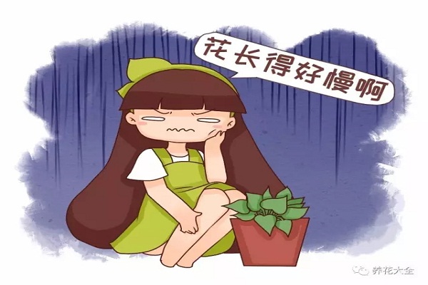 花不長(zhǎng)個(gè)太急人，學(xué)我這么養(yǎng)，瘋長(zhǎng)100米！