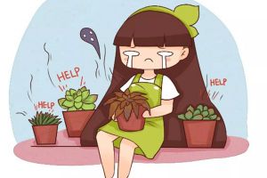 多肉黑腐王就是它！趕緊救~ 否則全死光！