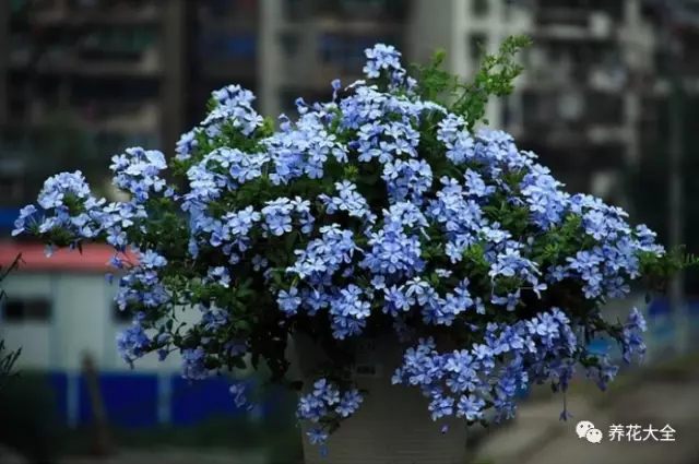 光照充足的南陽臺(tái)，最適合養(yǎng)一些喜歡直射光照的花，也就是這些花越曬長(zhǎng)得越好。比如太陽花、藍(lán)雪花、矮牽牛、米蘭等。