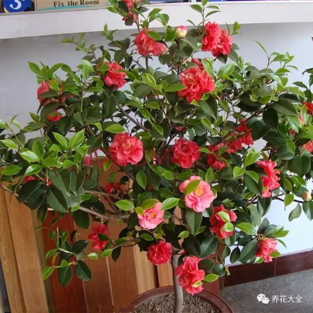 東向陽臺(tái)只有上午能曬到太陽，一到中午的時(shí)候太陽就沒了，所以可以養(yǎng)一些短日照或稍耐陰的花。比如杜鵑、茶花、蟹爪蘭等。