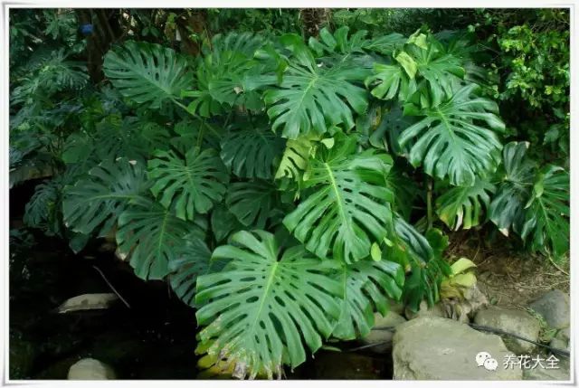 北陽臺(tái)很少會(huì)見到太陽，因此養(yǎng)一些耐陰的花就好了。比如文竹、龜背竹、萬年青等。