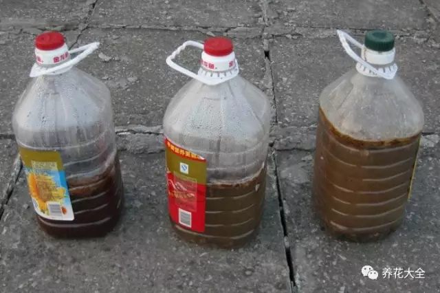 魚腸里含有非常豐富的磷鉀肥，將魚腸漚制成肥料，對(duì)于月季、三角梅等開花多、花期長(zhǎng)的花來說，營(yíng)養(yǎng)是非常豐富的。將買來的魚腸裝在塑料瓶里，然后加點(diǎn)水，放在太陽下暴曬漚肥，大概2-3個(gè)月就能用了。