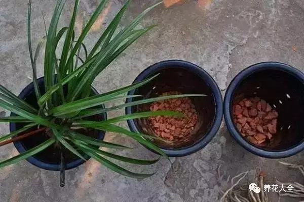 想要花不爛根，也可以在盆底墊點(diǎn)碎磚瓦。在外頭撿塊磚頭，拿回家敲碎成小塊，然后用熱水浸泡之后放在太陽底下暴曬，等到晾干了后就能墊盆底了。