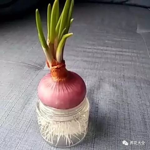 不論是胡蘿卜、白菜、洋蔥，還是地瓜、土豆，都是能夠做成小盆栽的。將菜放在裝水的瓶子里，不出一周就能夠發(fā)芽長(zhǎng)大了。