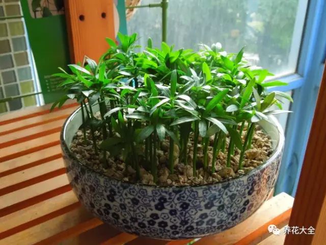 現(xiàn)在正是秋天了，各位花友也可以去野外撿個(gè)種子，不論是羅漢松，還是欒樹、酸棗、板栗，拿回家種個(gè)小盆栽，都是非常好看的！