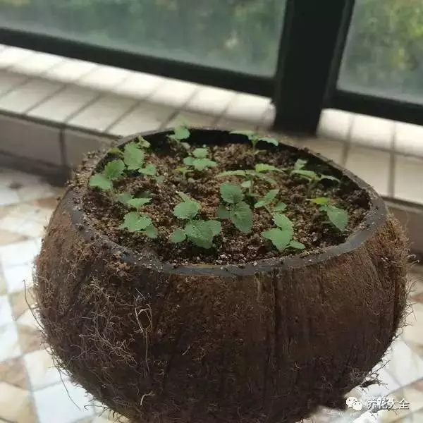 將椰子鋸開，然后將里面的椰肉挖掉，之后再底部扎幾個(gè)透水的小孔，就能當(dāng)做花盆了。