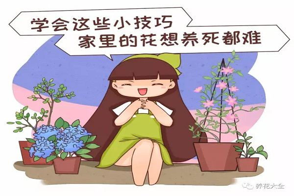 學(xué)會(huì)這20個(gè)小技巧，家里的花想養(yǎng)死都難！