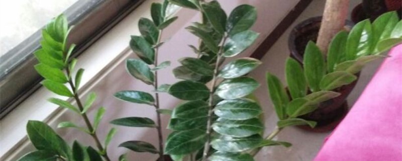 金錢樹不發(fā)新芽是怎么回事，怎樣讓金錢樹快長(zhǎng)新芽