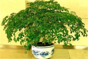 富貴樹怎么施肥，這樣施肥葉片又厚又綠！