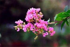 紫薇夏天怎么養(yǎng)才適合？