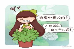 難道我家的花是公的？為啥光長葉子不開花？