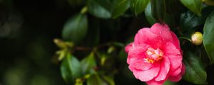 茶花葉子卷了怎么回事，怎么辦