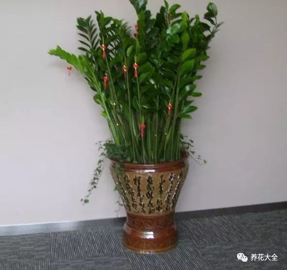  金錢樹葉片整齊向上生長，給人一種積極向上，積極進(jìn)取的感覺，所以非常適合擺放在辦公室。并且金錢樹非常好養(yǎng)活，生性強健，并不需要花費太多的時間。