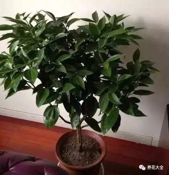 平安樹葉片油亮碩大，有珠圓玉潤的感覺，能為環(huán)境提供大面積的綠意，同時還能去除室內(nèi)的異味，改善空氣質(zhì)量，加上它對通風(fēng)要求比較多，所以花花建議大家把它擺放在客廳。