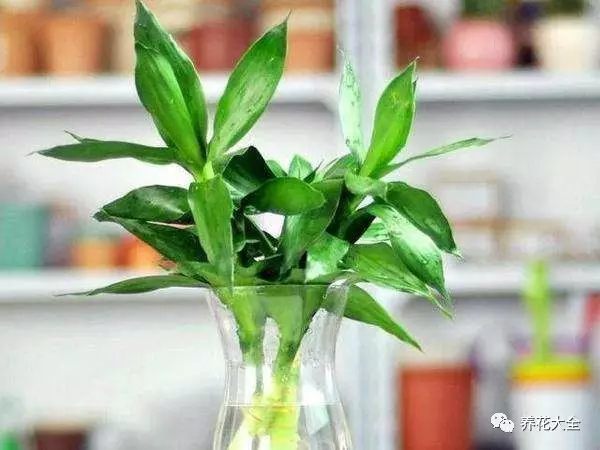 富貴竹可以水培養(yǎng)護(hù)，對光照要求不嚴(yán)，平常不需要怎么管理，只要在里面加一點硫酸亞鐵即可，放在門廳兩側(cè)，枝葉青翠，根系搖曳，十分好看。