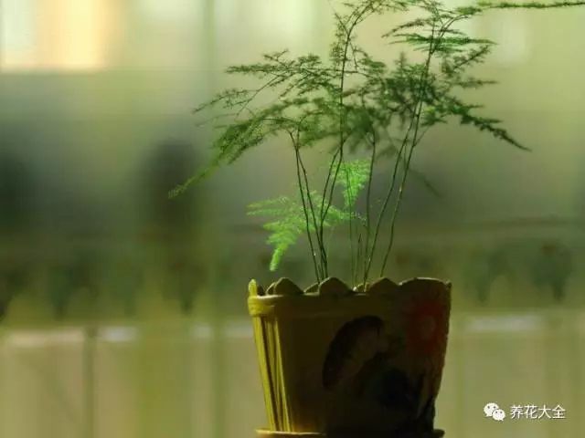 萬年青耐陰性特別強，即使衛(wèi)生間的光線很弱，也能滿足它的正常生長。生長期間保持土壤濕潤，如果光線太弱，可以每隔一段時間將萬年青拿到光照充足的地方緩一緩。