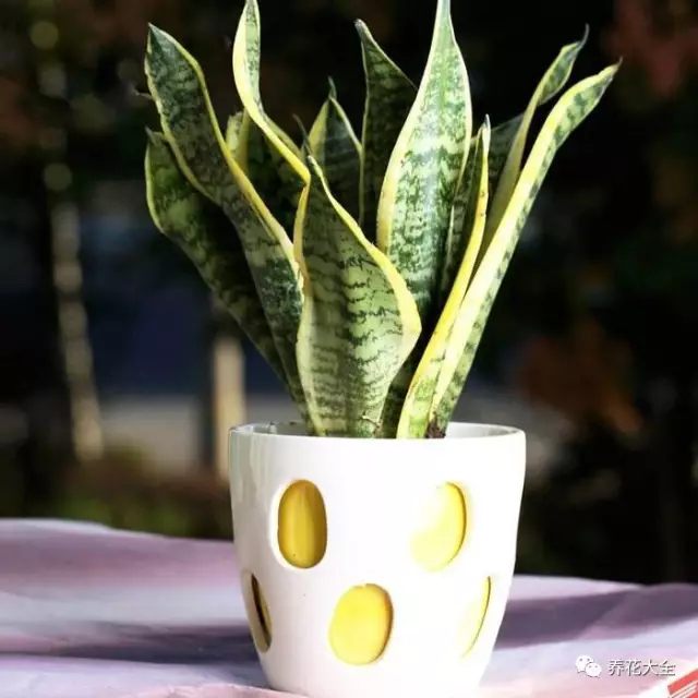 虎皮蘭生性強健，對水分需求不多，養(yǎng)護(hù)簡單，葉片上的花紋十分具有特色，對甲醛、甲苯等有害氣體有很好的吸收能力，所以花花建議大家可以將虎皮蘭擺放在廚房中。