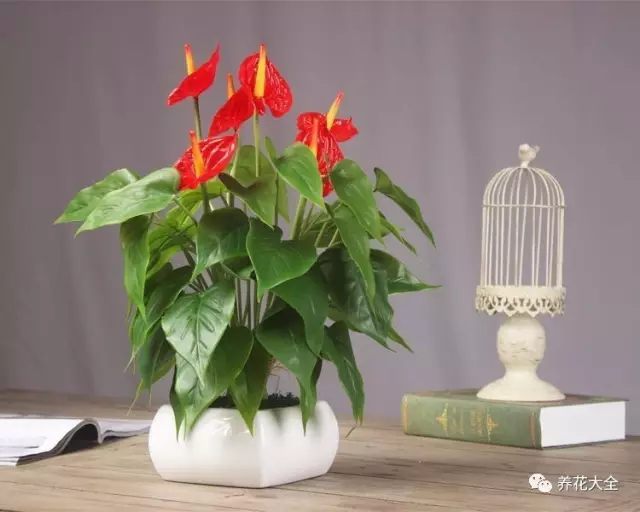 紅掌花朵艷麗，用了裝飾餐廳再合適不過啦。養(yǎng)護(hù)起來也很簡單，澆水見干見濕，空氣干燥時多向葉面噴水。