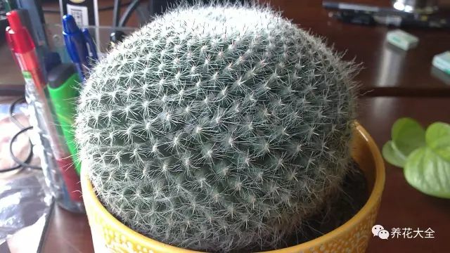 仙人球渾身都是刺，如果家里有小孩或?qū)櫸锏?，盡量不要擺放?；ɑńㄗh大家將仙人球擺放在辦公室，一方面有防小人的作用，另一方面仙人球還能對電腦輻射起到一定的抵抗作用，非常適合上班族。