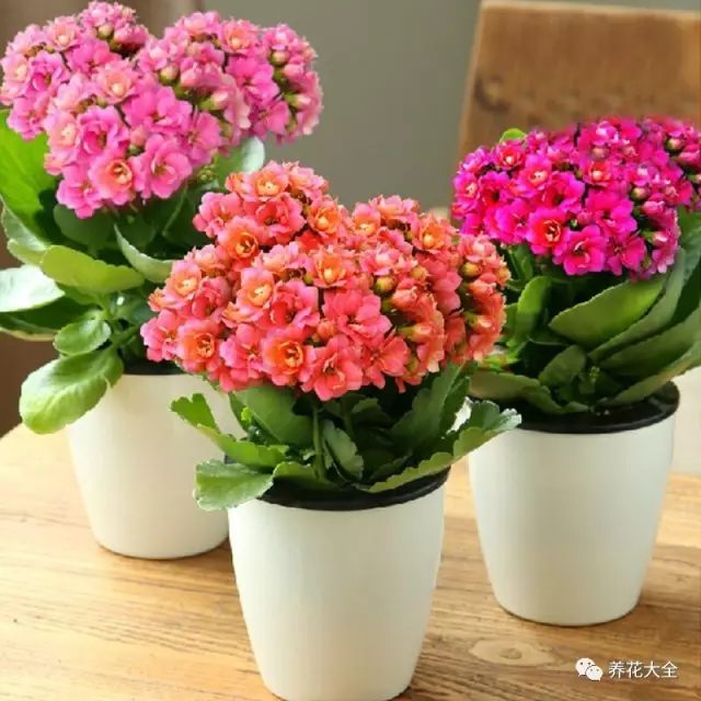 長壽花的花期非常長，顏色豐富多彩，并且對光照的需求不是很多，所以花花建議大家可以將長壽花放在餐廳中，可以讓的你的餐廳更加豐富多彩。長壽花屬于多肉的一種，對水分的需求不多，每次看到盆土干了再澆。