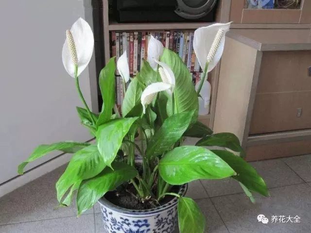 白掌耐陰性強，有一定的耐旱力，既能水培也能土培。形態(tài)安靜優(yōu)雅，非常適合擺放在臥室等地，能有效的吸收甲醛甲苯等有害氣體·，促進(jìn)人的睡眠。