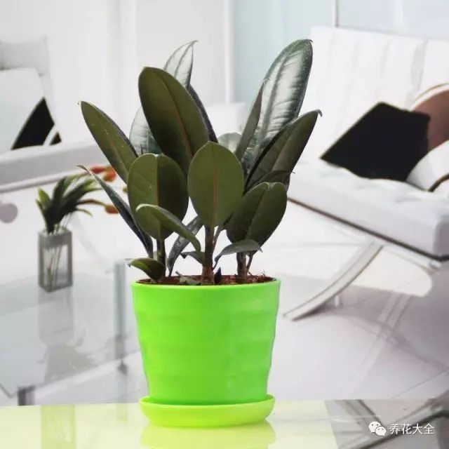 橡皮樹耐陰性強，植株生性強健，幾乎不需養(yǎng)護(hù)就能長得很好。但是耐寒力稍差一些，冬季過冬溫度不低于5度才能滿足它的正常生長。橡皮樹葉面肥大，故容易黏附灰塵，當(dāng)大家發(fā)現(xiàn)葉面臟時，及時清理。