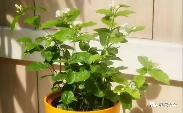 茉莉花花色清香，花朵潔白淡雅，很多愛花人都喜歡養(yǎng)護(hù)。但茉莉花對光照要求比較多，光照過弱時，容易導(dǎo)致枝條徒長不開花，所以花花建議將茉莉花種在南向的陽臺，這樣才能花多味香。