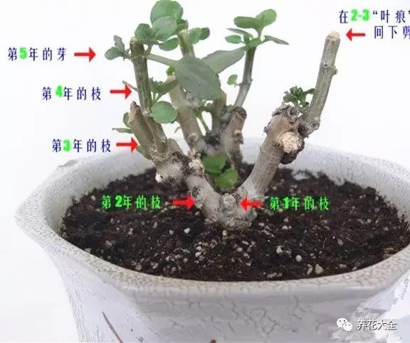 記住一個(gè)小秘密，花后及時(shí)剪掉殘花、及時(shí)摘心，夏天休眠期前剪掉老枝條，因?yàn)槔现l開花少。