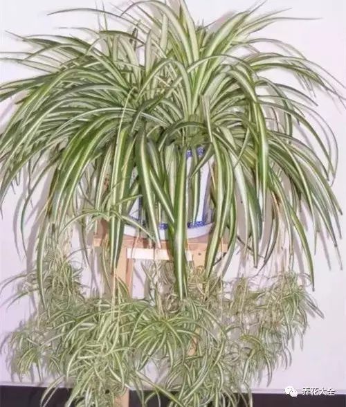 吊蘭不管是放在南陽臺(tái)還是東西陽臺(tái)，甚至北陽臺(tái)、陰面臥室，它都能長得很好哦，還有的花友直接扔在外面暴曬，葉片長得比別人寬2倍，2年就成瀑布了。