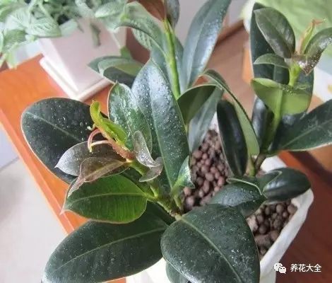 平常也不太用施肥，想施就盆土邊挖個(gè)小孔，埋幾粒尿素就行。