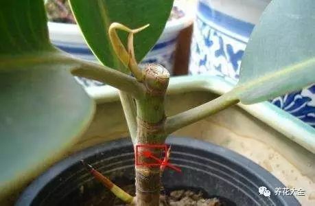 咔嚓之后， 切口用塑料袋包住，過段時(shí)間，就會(huì)長出2-3根枝條了，另外咔嚓下來的枝條別扔，直接種土里，99%成活。