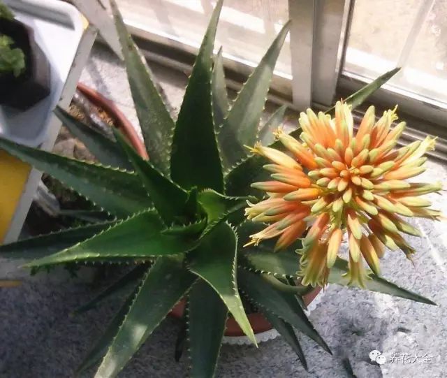蘆薈本身生命力就非常強(qiáng)悍，但有些花友就怕它渴著、曬著，淋著，其實(shí)人家才不是溫室里的花朵，放養(yǎng)更適合它。