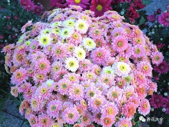 菊花也是好養(yǎng)的花卉，春夏可以養(yǎng)夏菊，一開一大片，壯觀。秋冬可以養(yǎng)秋菊，花大，驚艷！