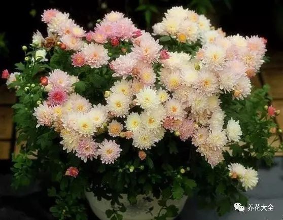 菊花耐旱，不是特別喜濕，平時(shí)看到土壤發(fā)白特別干的時(shí)候再澆水，另外平常的園土也能把它養(yǎng)得特別好！