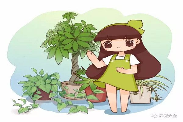 發(fā)財樹..最佳擺放位置，養(yǎng)花人必看！