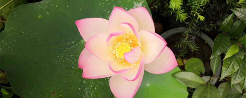 蓮花葉子枯萎怎么回事，葉子枯萎怎么辦