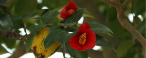 山茶花有花苞不開(kāi)花怎么回事，有花苞時(shí)怎樣施肥和管理
