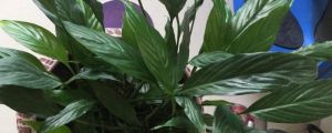 一帆風(fēng)順出現(xiàn)綠花怎么回事，怎么處理
