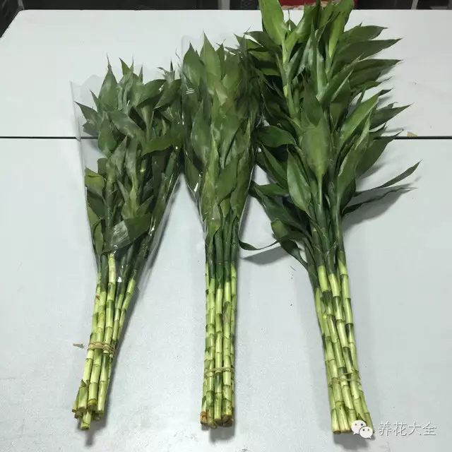 1、未生根黃葉：