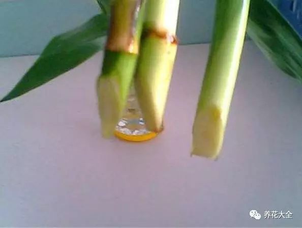  富貴竹根部應(yīng)呈45度角斜切，這樣可以增加生根面積，促進(jìn)生根。