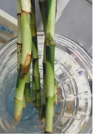 用消毒的小刀把腐爛的根系全部切除，如果莖干上出現(xiàn)霉點(diǎn)、黑點(diǎn)，那部分莖干也要切掉，發(fā)黃的葉片一起摘掉。