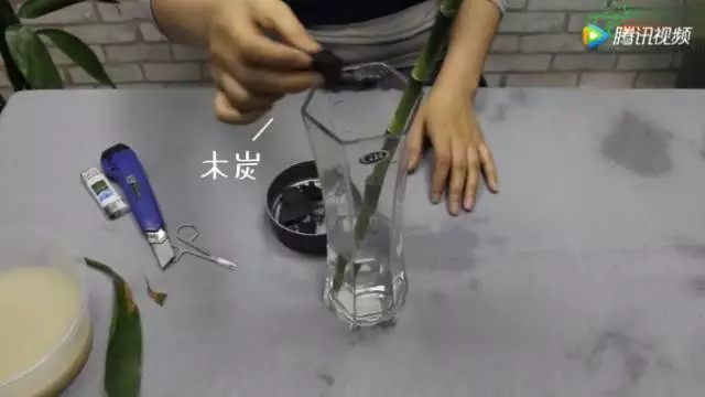 水培瓶中放入純凈水，把富貴竹重新插到瓶中，瓶里可以扔幾塊碎木炭，木炭能夠吸附水中的雜質(zhì)，防止二次爛根。