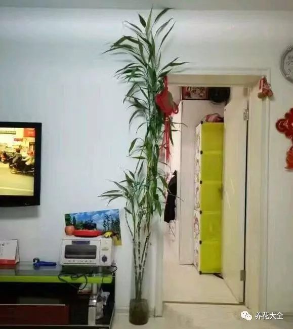 如何讓富貴竹蹭蹭長？