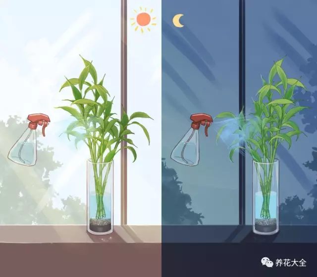  （5）把富貴竹放在明亮通風(fēng)的地方，每天早晚在葉片上噴霧，保濕。