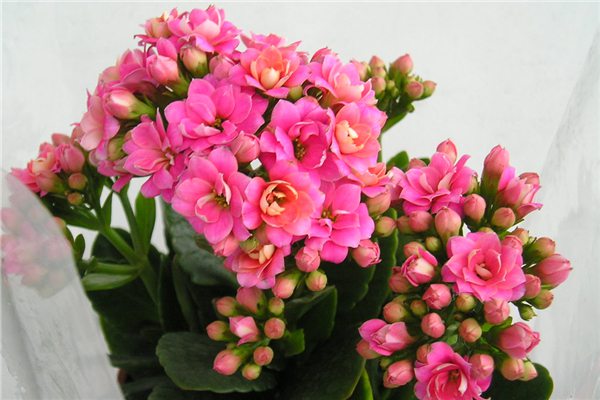 長(zhǎng)壽花花莖發(fā)黑怎么辦？