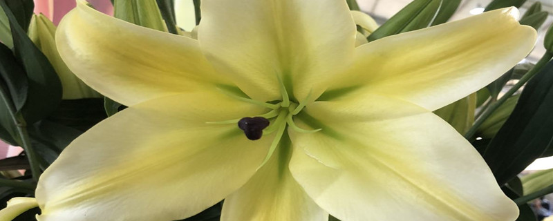 百合不開花的原因，不開花怎么辦