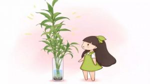 富貴竹從來不黃葉，訣竅竟然在這里！