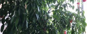 幸福樹(shù)葉子下垂發(fā)蔫是怎么回事，葉子干枯怎么回事