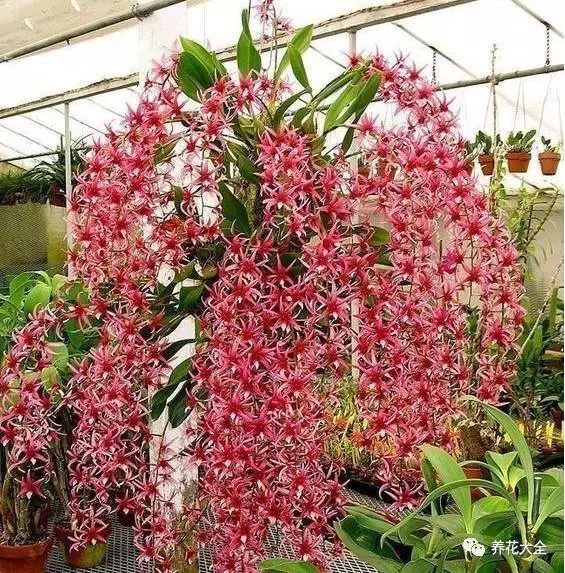石斛蘭的花朵天然下垂，只要開花，就很容易能養(yǎng)成瀑布。它喜歡半陰環(huán)境，可以在室內(nèi)養(yǎng)護(hù)。